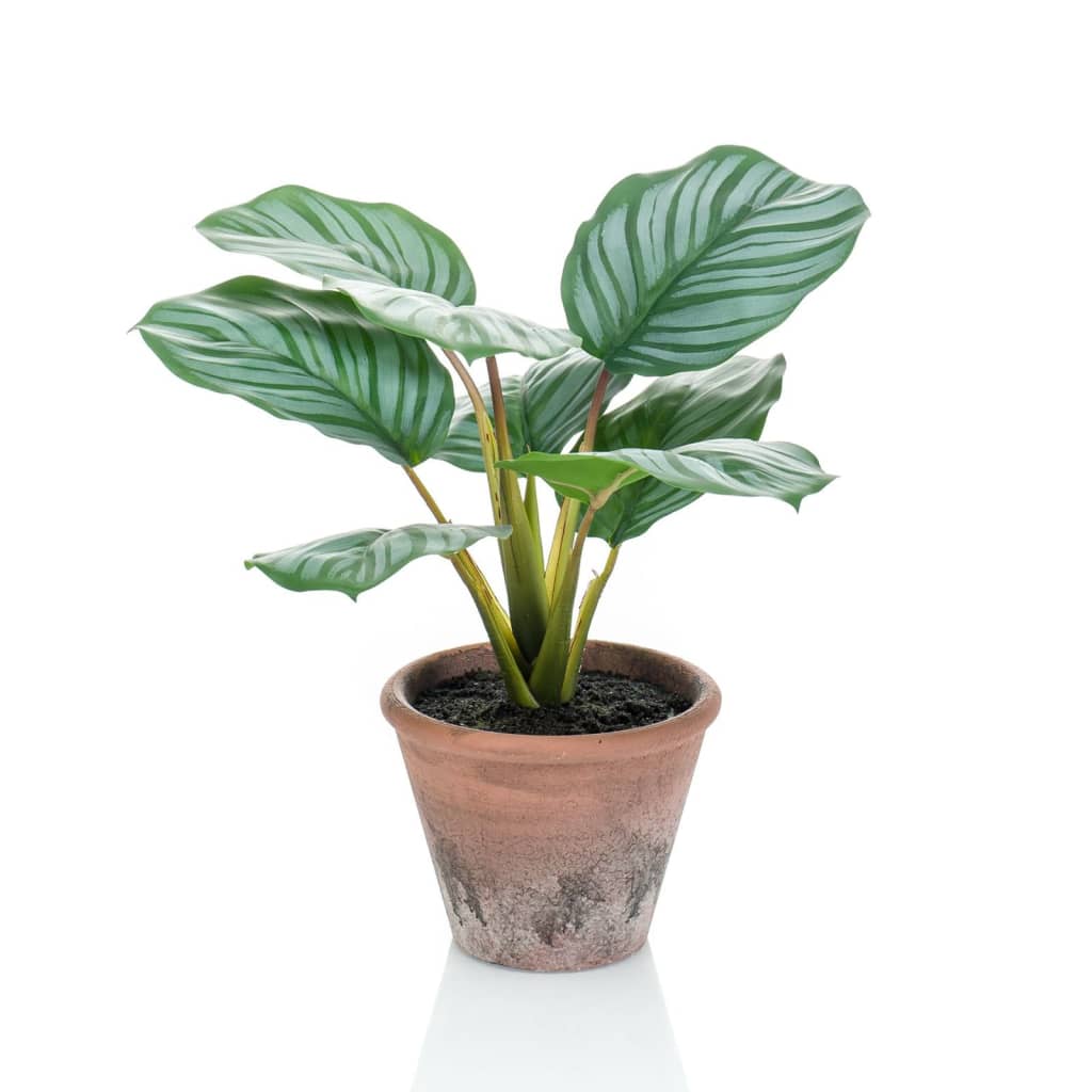 Emerald Konstväxt Calathea Orbifolia Terra i kruka 32 cm